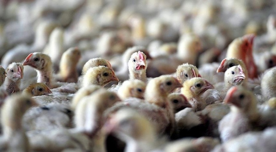 Kuş gribi ülkede can aldı