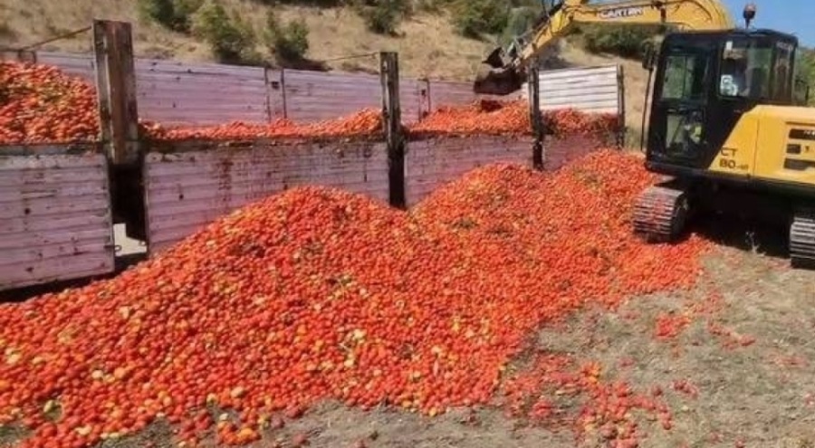 Karacabey'de ürünü elinde kalan çiftçi, 30 ton domatesi kepçeyle yere döktü