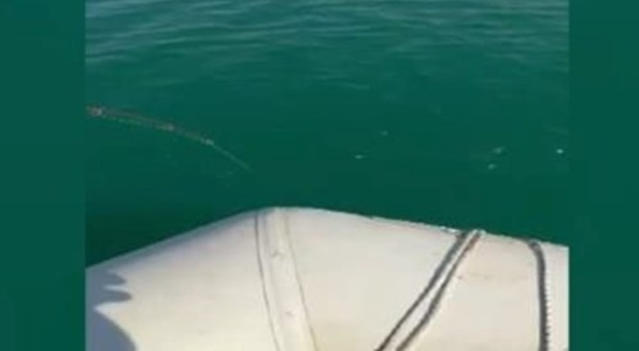 Oltayla 45 kiloluk yayın balığı yakaladı