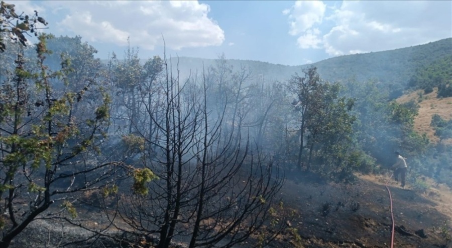 Bingöl'de orman yangını 2 saatte söndürüldü
