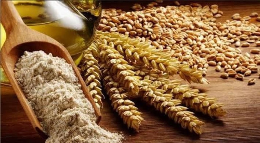 Büyükşehir Belediyesi, Bursalı çiftçilerden siyez buğdayı alımı yapacak