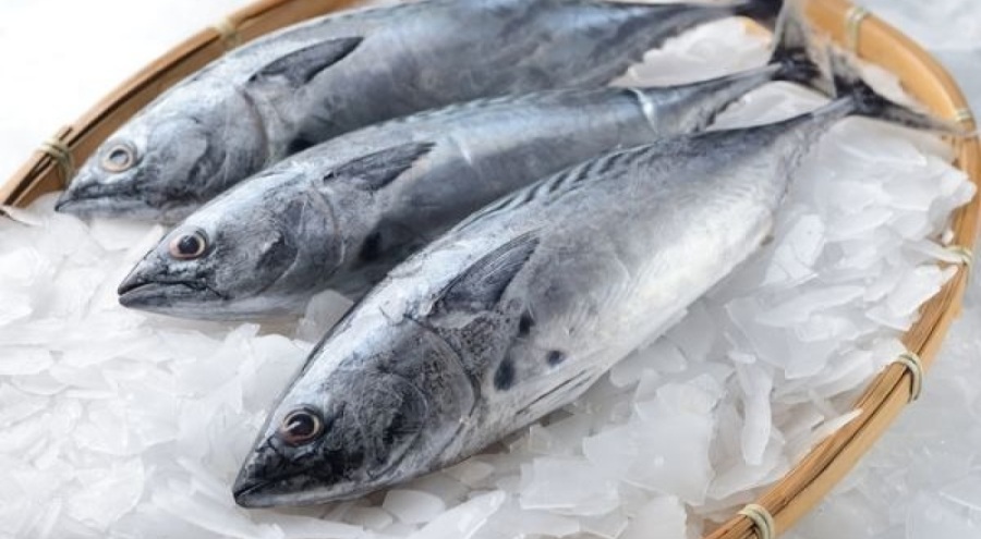 Palamut tezgahta yerini bu fiyatla aldı!