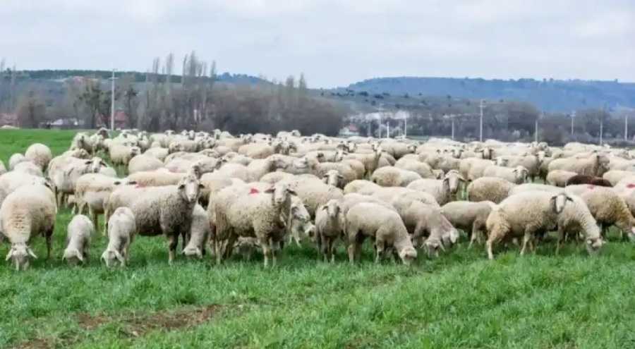 Meriç bölgesi karantinaya alındı!
