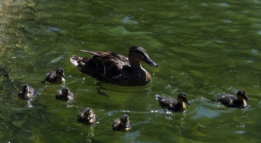 Kuğulu Park'ta 8 sevimli ördek yavrusu suya bırakıldı