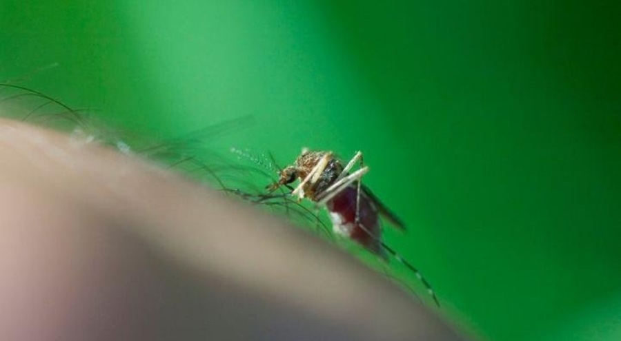 Batı Nil Virüsü nedir, belirtileri neler, tedavisi var mı?