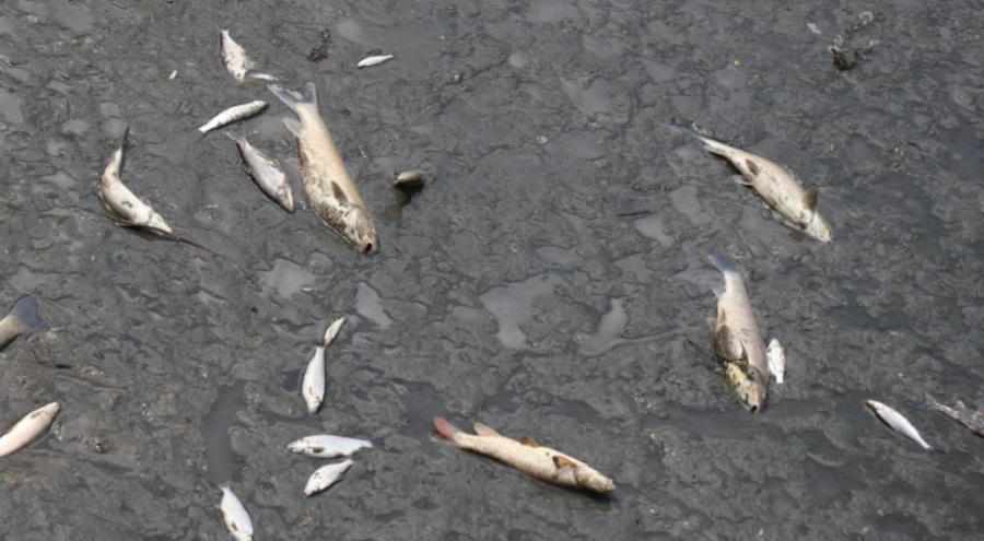 Amasya Yeşilırmak'ta balık ölümleri yaşandı