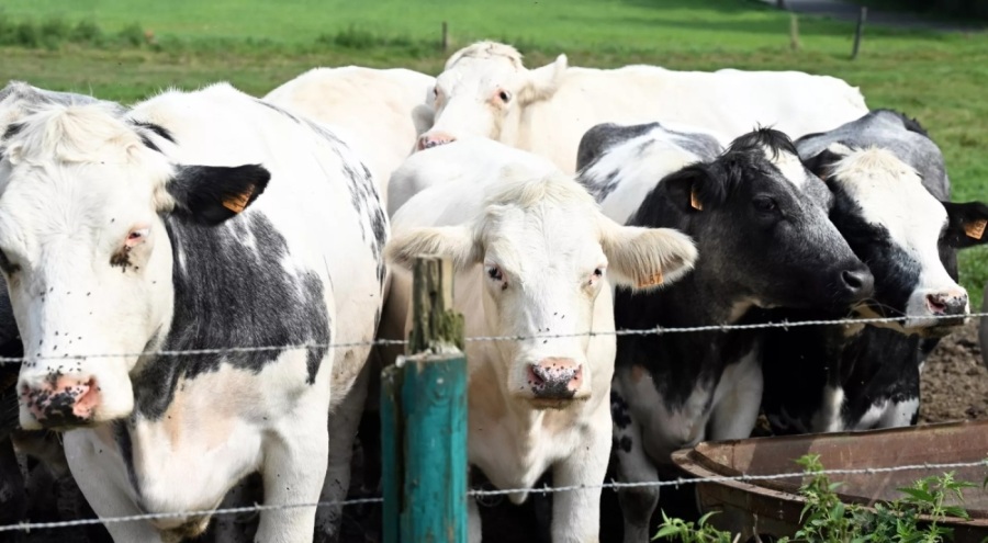 Fransa'da ölümcül 'mavi dil hastalığı' vakalarında patlama