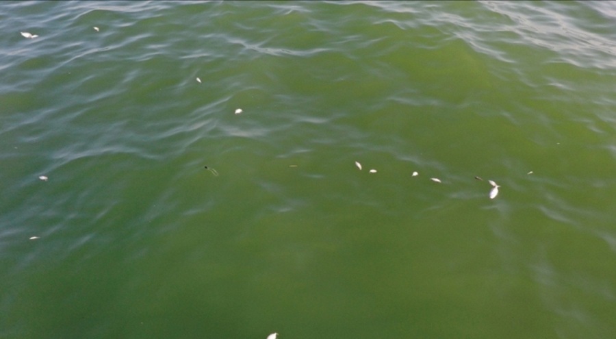 İzmir'de balık ölümleri! Açıklama geldi