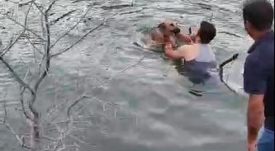 Barajda gölünde mahsur kalan köpeği, suya girip kurtardı