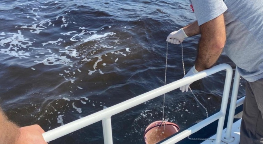 İzmir Körfezi'ndeki balık ölümlerine inceleme