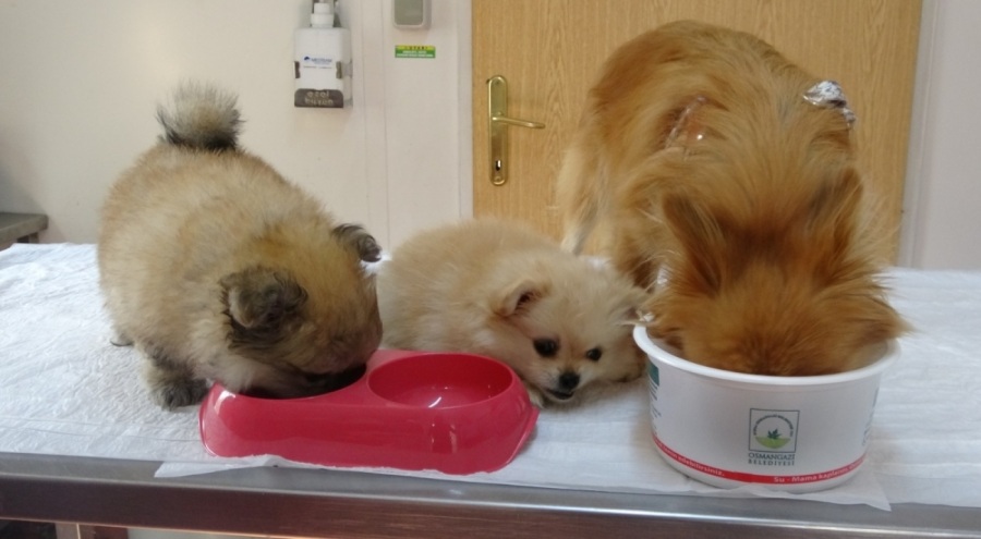 Bursa'da evdeki işkenceden kurtarılan köpekler için 11 dernek ve 32 kişi başvurdu