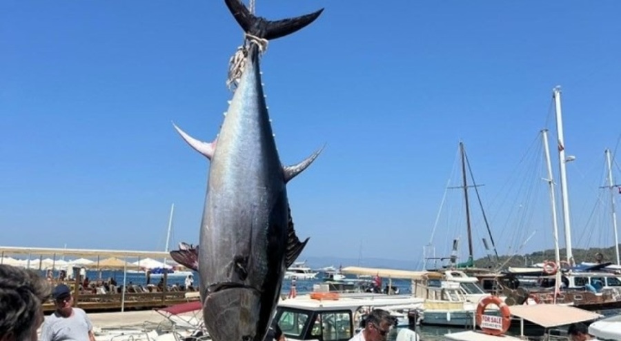 Amatör balıkçılar dev orkinos yakaladı: Vinçle kaldırdılar
