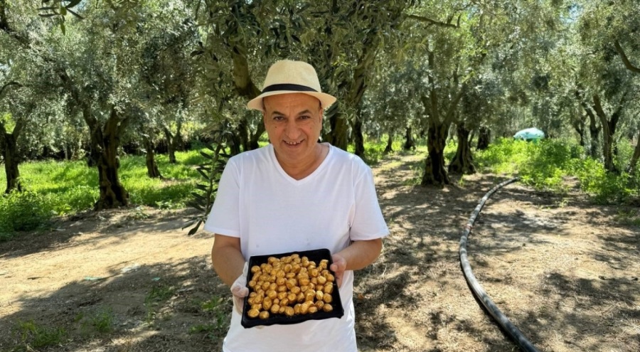 Bursa'da altın kaplamalı zeytin yok satıyor! Siparişlere yetişemiyor