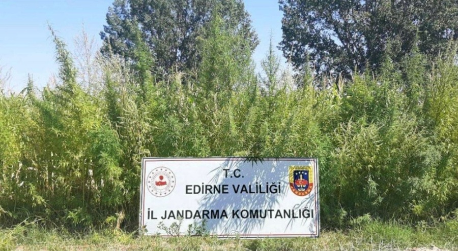 159 bin kök kenevir ele geçirildi