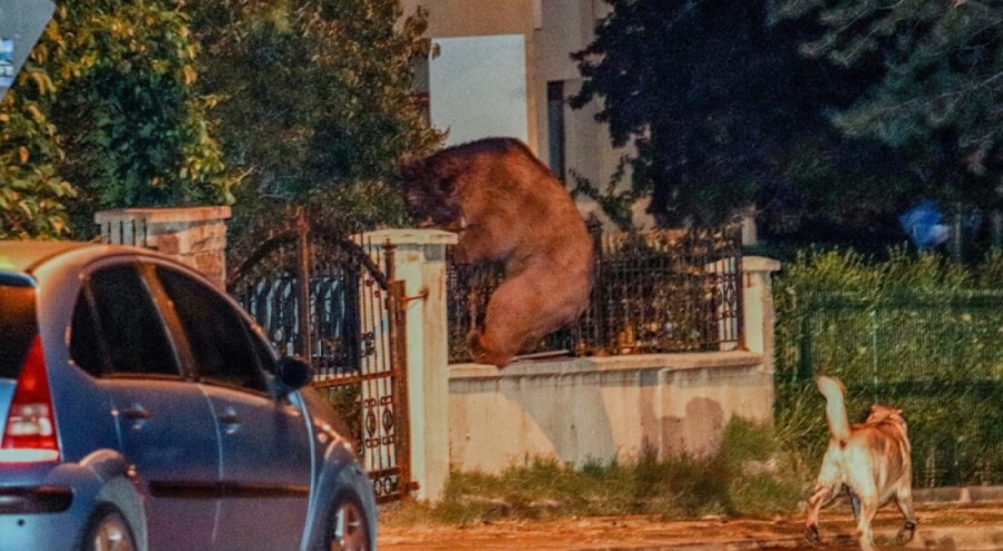 Başkentte ayı paniği: Aç kalınca şehre indi