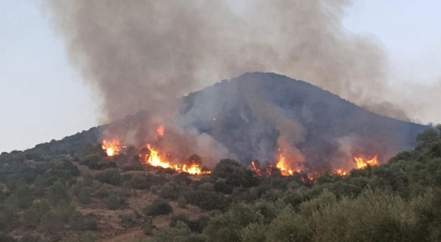 Orman Genel Müdürlüğü'nden, İzmir'deki ormanlık alanla ilgili açıklama