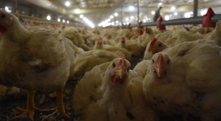 Tavuk fiyatlarına zam yolda!