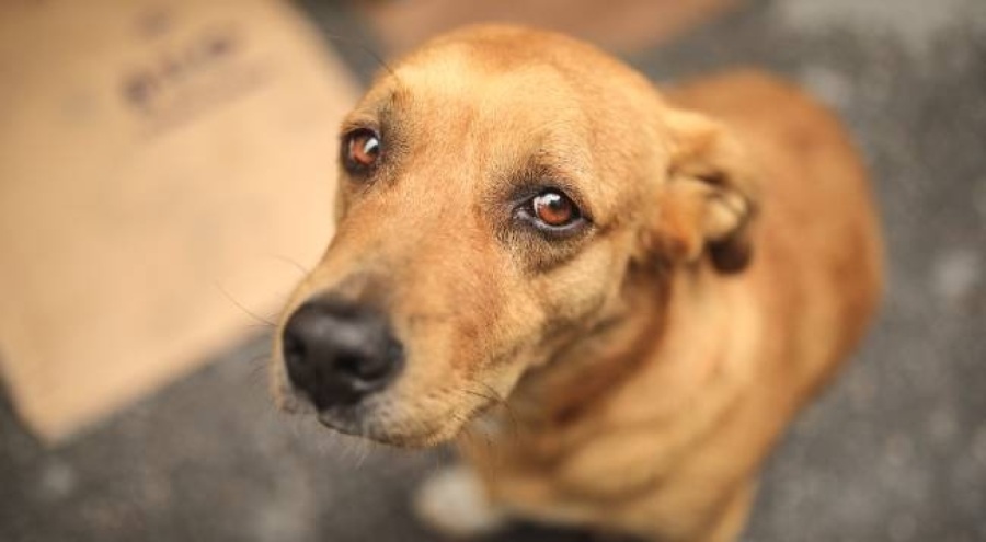 AYM sokak hayvanları düzenlemesini görüştü: İptal talebi esastan görüşülecek