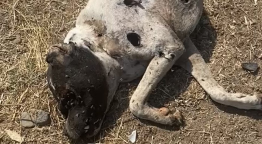 Ayvacık Kaymakamlığı köpek ölümleriyle ilgili inceleme başlattı