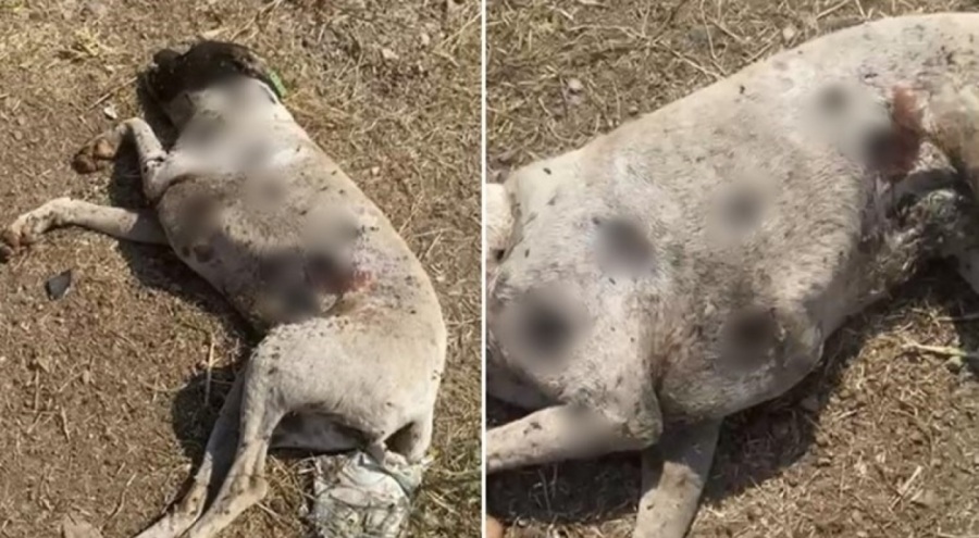 Köpekler silahla vurulmuş halde bulunmuştu... İnceleme başlatıldı!