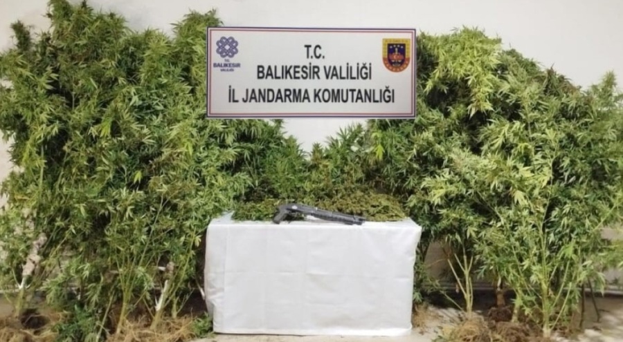 Bandırma'da kenevir eken şüpheliler suçüstü yakalandı