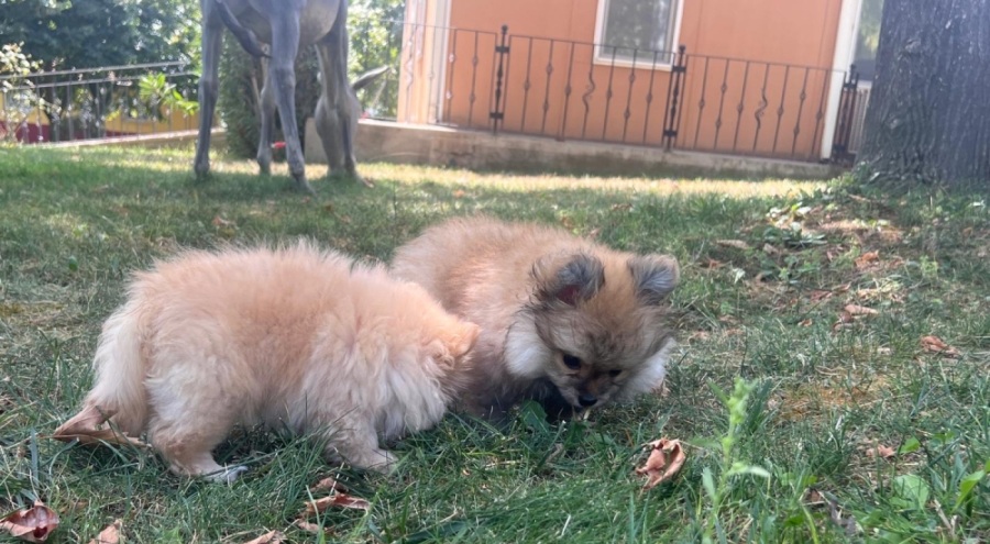 Bursa'da sahibi tarafından şiddete uğrayan 4 köpek yediemine teslim edildi