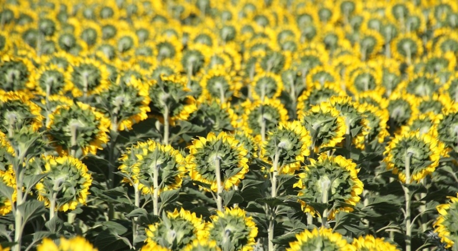 Ayçiçeğinden üzen haber, mahsul Türkiye'ye yetmeyecek