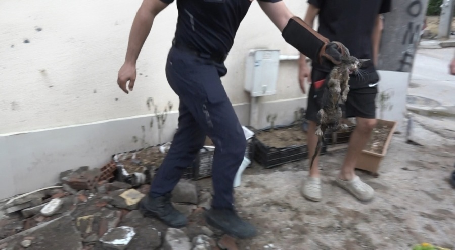 Bursa'da gider borusuna sıkışan yavru kedi 7 saatlik operasyonla kurtarıldı