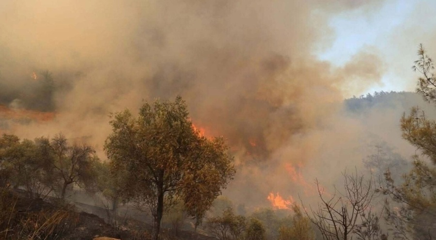 Muğla'daki orman yangınında 200 hektar alan kül oldu