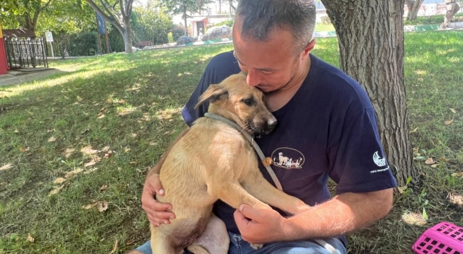Hande Yener destek vermişti... Bursa'da şiddet mağduru yavru köpeğin ismi 'Damla' oldu