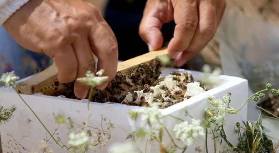 Bal üretiminde yeni dönem başlıyor!