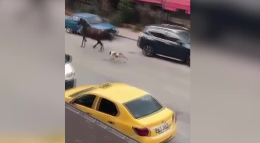 Bursa'da pitbull cinsi köpek ata saldırdı