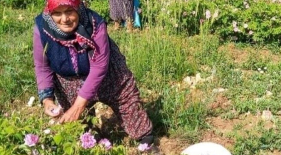 Gülbirlik bu yıl için gül çiçeği taban fiyatını belirledi