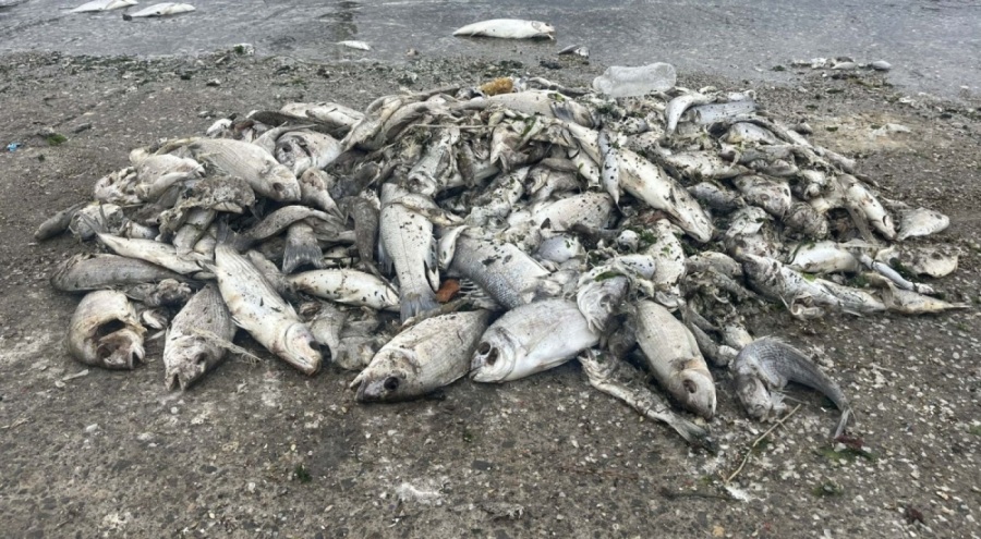 İzmir Körfezi'ndeki balık ölümleri ne zamana kadar sürecek?