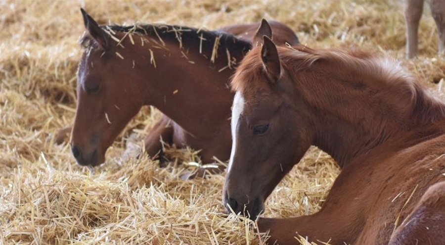 TİGEM 15 safkan Arap koşu tayı satacak