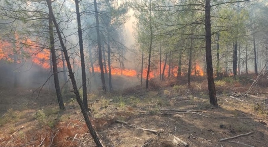 Mersin'de çıkan orman yangını kontrol altında