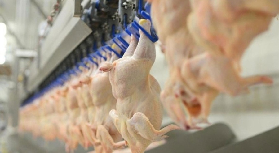 Tavuk eti üretimi temmuzda aylık bazda yüzde 15,7; yıllık yüzde 5,5 artış gösterdi