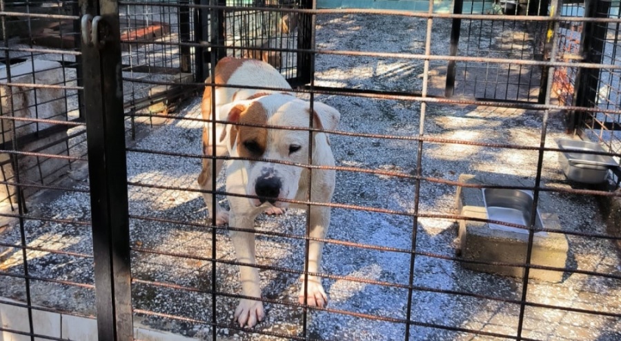 Bursa'da ata saldıran köpek kontrol altına alındı
