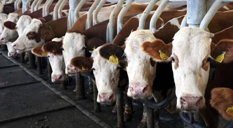 Süt inekleri için tehlike yaklaşıyor!