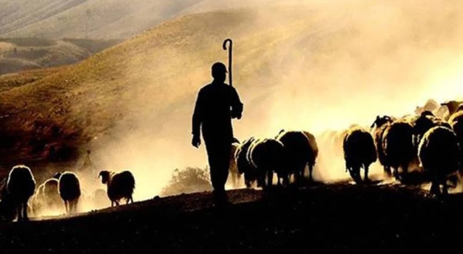 Bakanlık seferber oldu! 150 bin çoban aranıyor