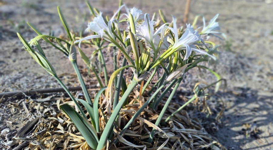 Bu çiçeği koparmanın cezası bir servete mal oluyor