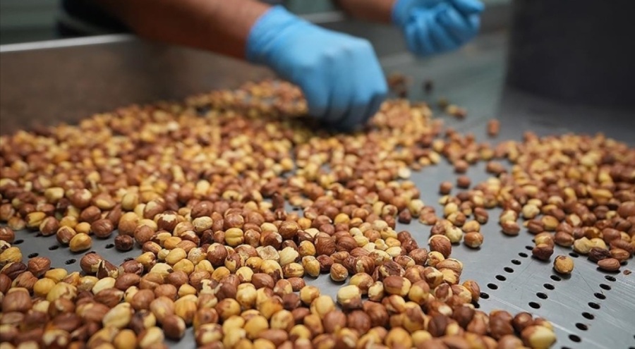 Giresun'da fındık fiyatı 123 ile 125 lira arasında