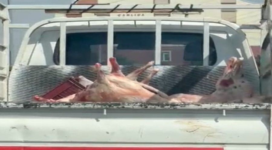 Kilolarca eti böyle taşıdılar!