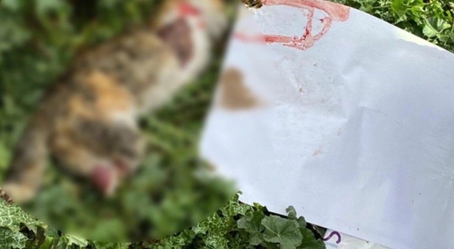 Manisa'da vahşet! Kedinin bacaklarını kesmişler