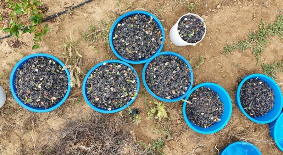 Süper meyvenin ilk hasadı yapıldı: Kilosu 200 lira