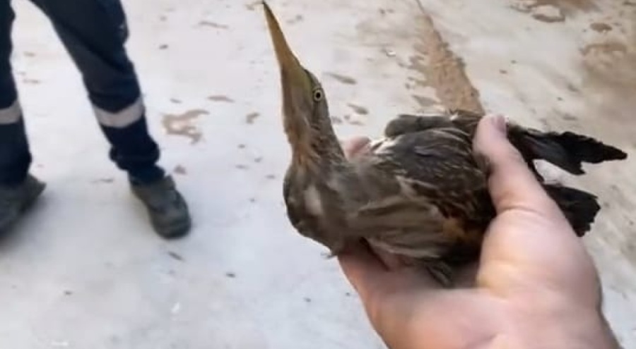 Bursa'da nesli tükenmekte olan kuşu doğaya saldılar