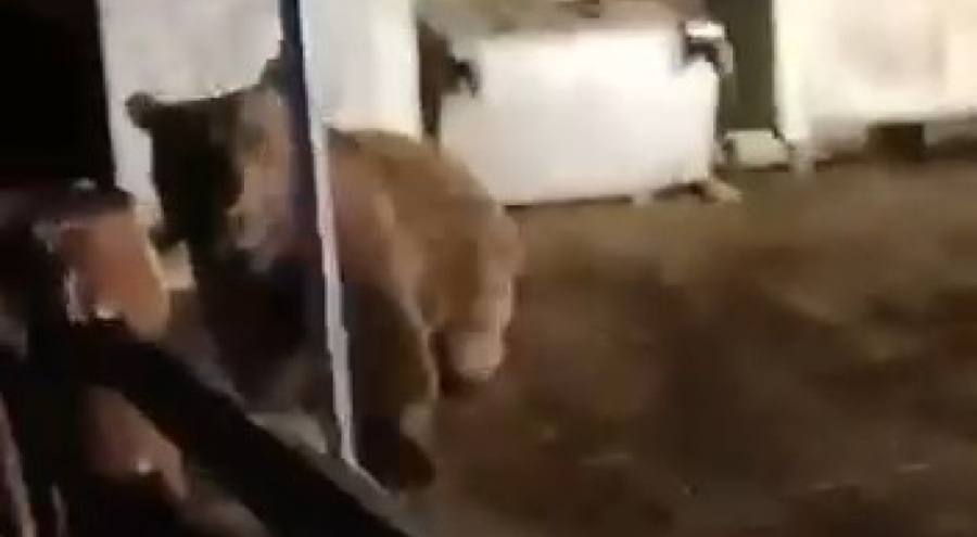 Bursa'da ayının saldırısından son anda kurtuldu!