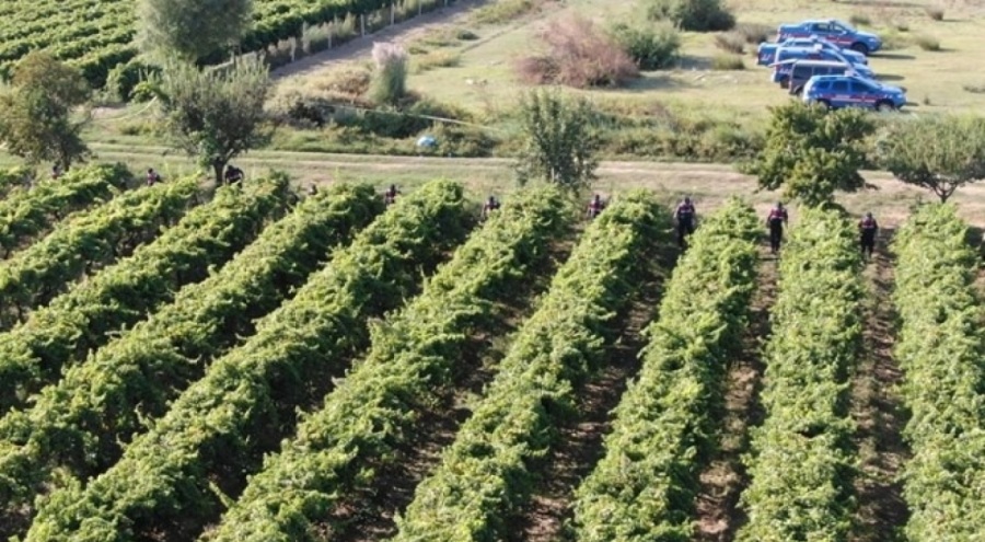 Manisa'da üzüm bağlarında cinayet! Tutuklamalar var