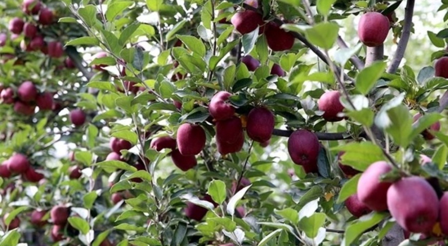 Elma ve elma suyunda 321 milyon dolarlık ihracat yapıldı