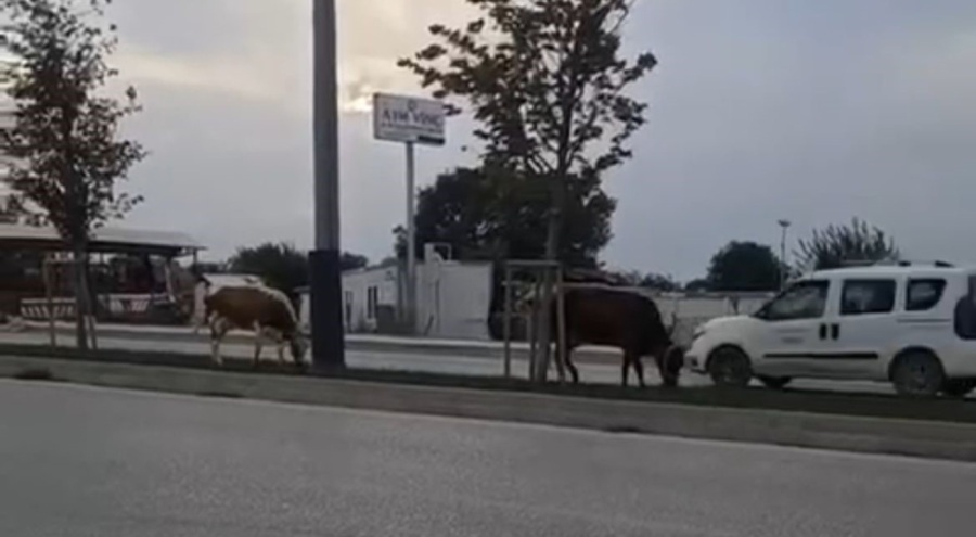 Bursa'da başıboş inekler refüjde otladı!